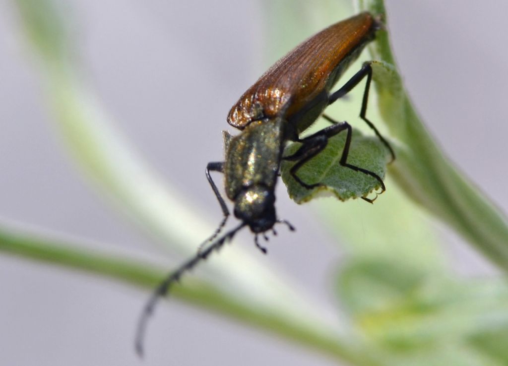 Ctenicera virens, maschio